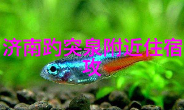 元旦开启西湖千岛湖等41景区免费游旅游网推荐哪家最强