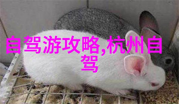 美国疫情反弹预警如何有效防控第三波大流行