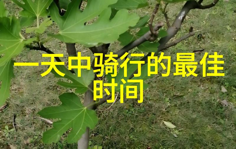 四年级学生的愉快夏令营之旅儿童夏令营体验