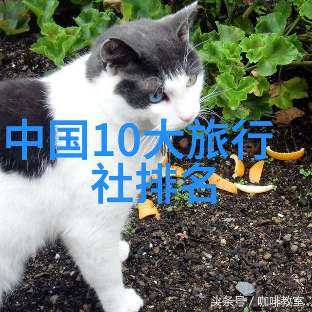 大BW时代毛毛多巨大的数字世界