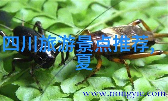 自驾游厦门攻略探索风景秀丽的海上花园
