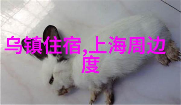 小红书美食-探秘小红书上的美食圈从街头巷尾到高级餐厅的奇妙旅程