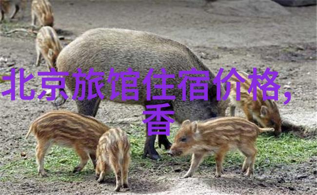 上海奉贤一日游必逛景点行程攻略