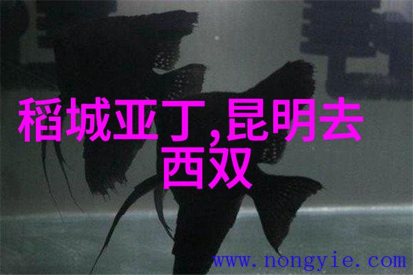 逆袭行者从寻常路线到隐秘角落的探险