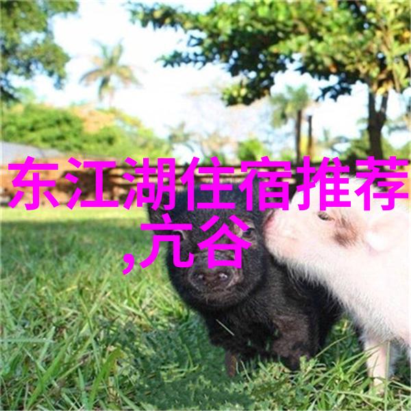 重庆旅行攻略如何在有限的时间内体验当地文化