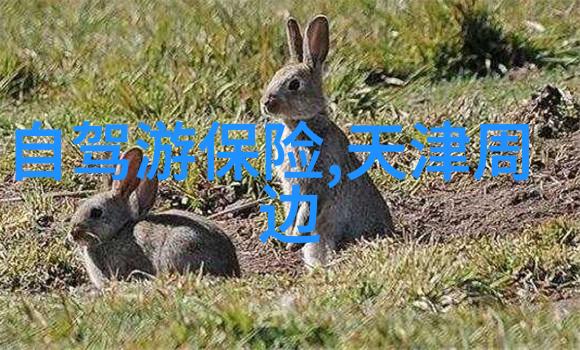 九华山脚下的温馨避风港寻找那份恬静的旅人心灵家园