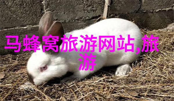 幼儿园小班户外游戏能否提高孩子们的社交能力