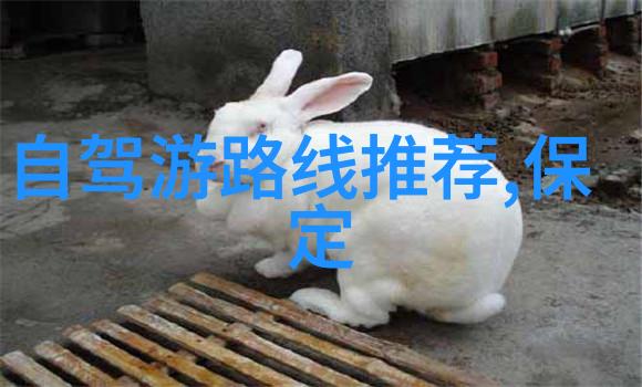 成都美食之旅必尝佳肴与当地特色