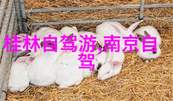 探索东方明珠上海的魅力之旅