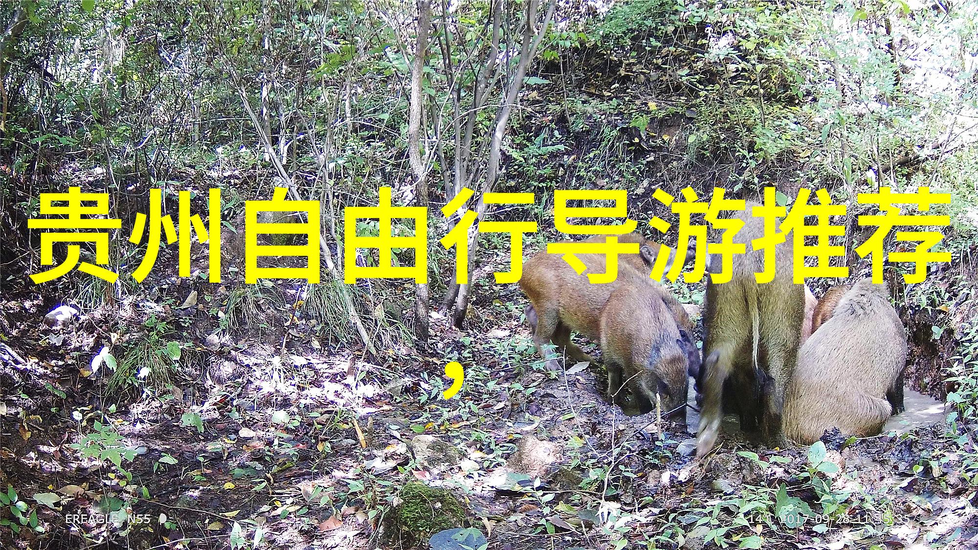 乌镇景区旗下酒店盛宴体验一流住宿与自然和谐融合
