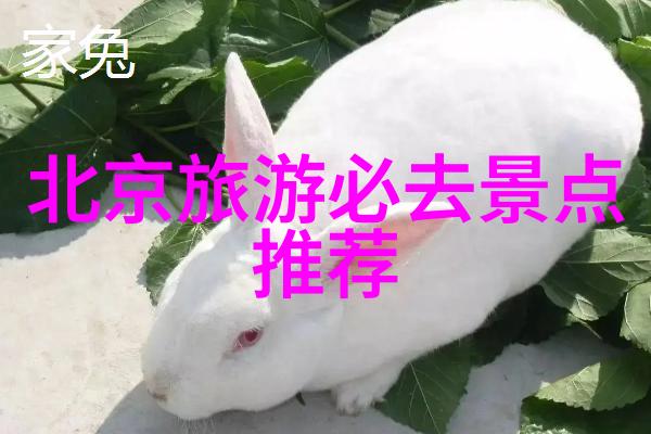 团队协作之旅策划与实践的艺术探索