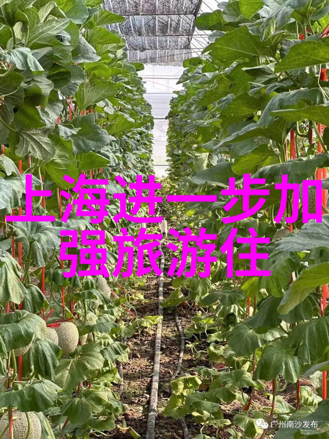 云南之冠探索一级代理的旅途秘密
