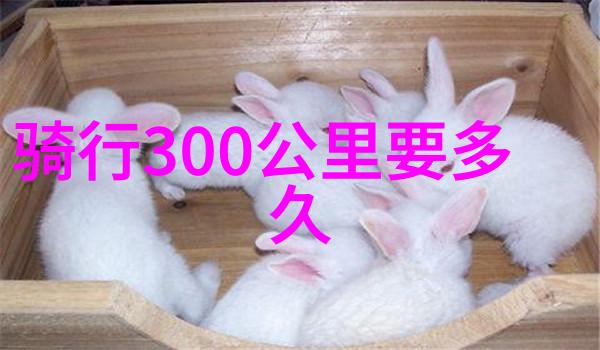 开启自由之旅摩托车自驾游的魅力与挑战