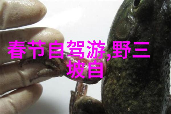 哪个游乐设备能让你感受到自由的翱翔