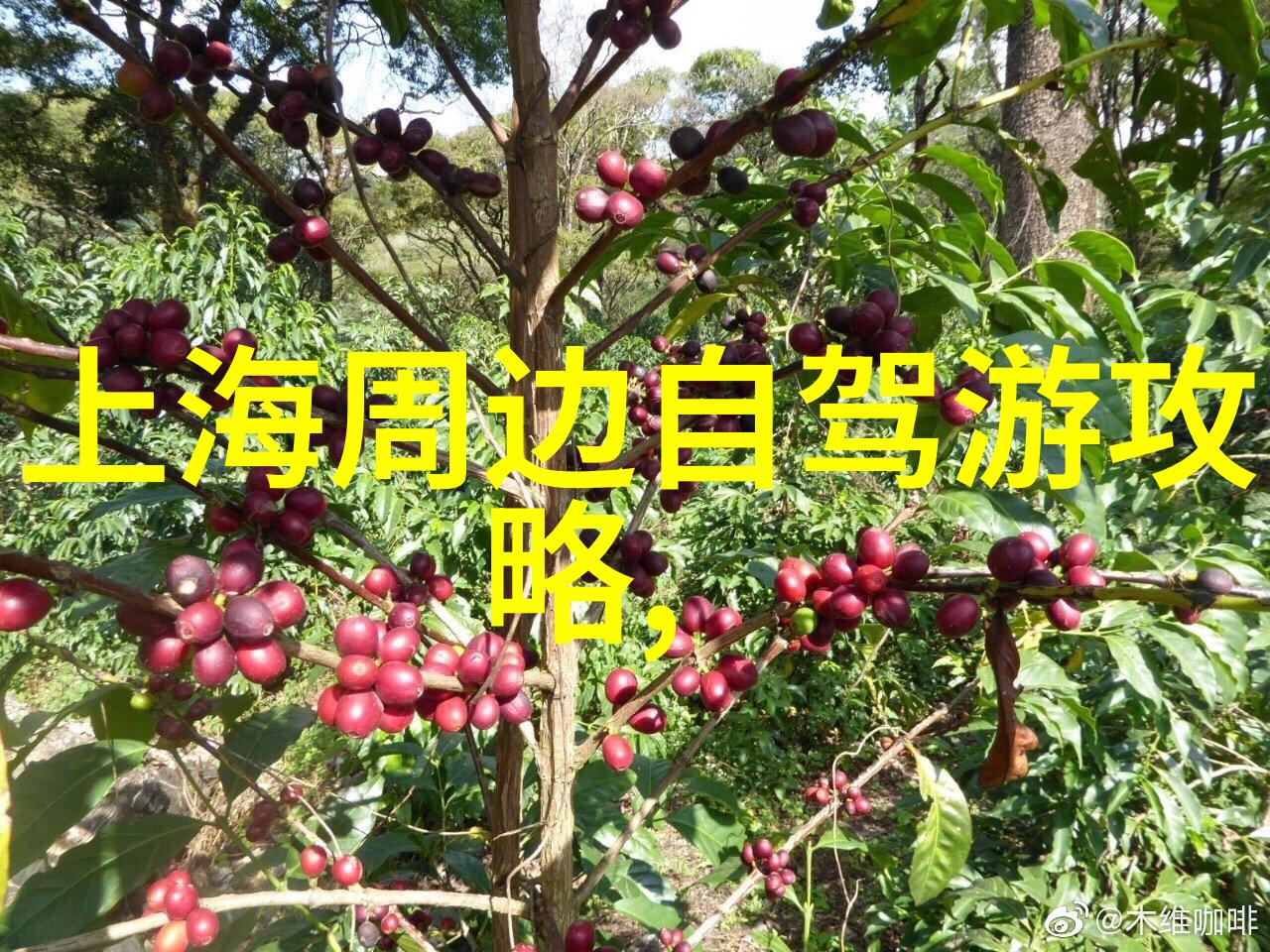 神农架森林生态旅游区探秘之旅