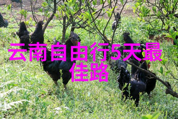 出租房车350一天5天以上我是怎么在假期找到了超省钱的旅行解决方案