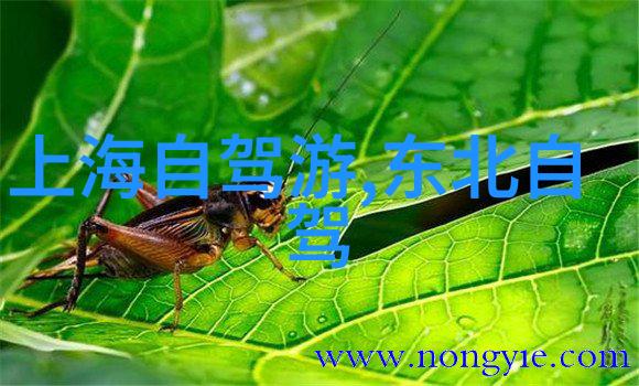 吹裙子电脑版我是不是在网上又被骗了