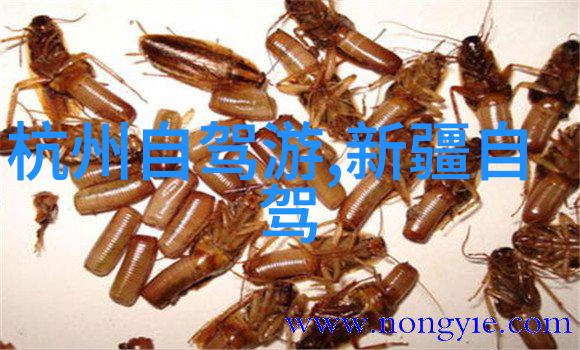 什么是最佳的就餐策略以保证品尝到最正宗的地方美食