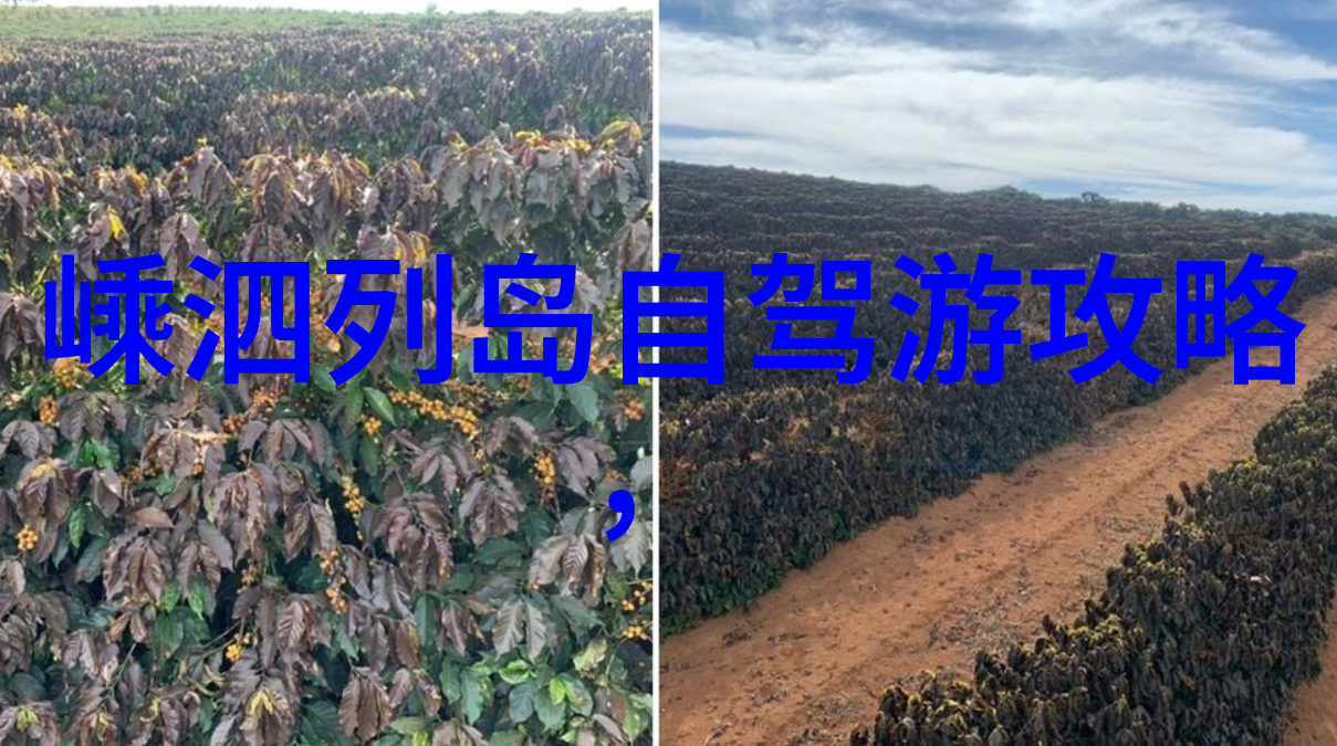 上海自驾游研究探索城市边缘与内城居民的旅游行为与体验