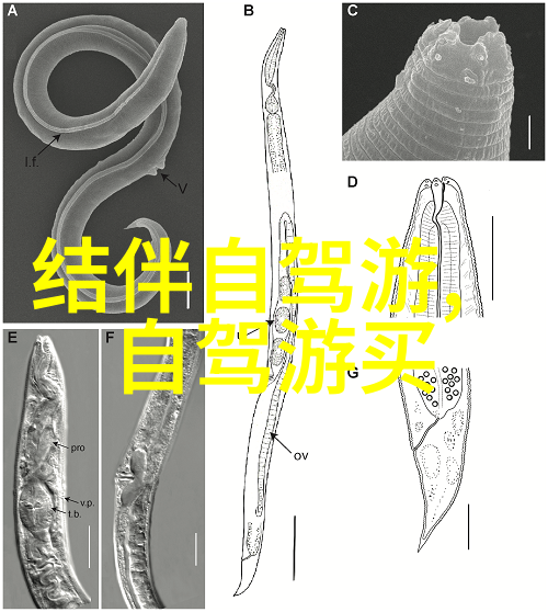 北京小吃的香脆世界味蕾上的游历