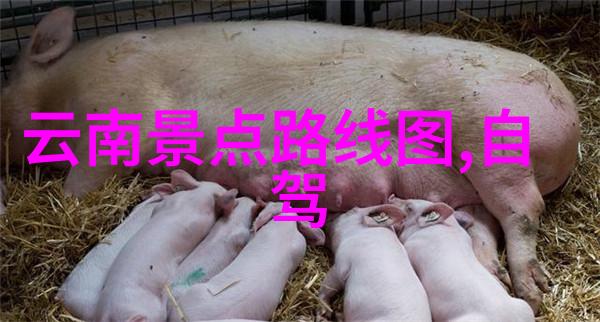 绿色出行绿色居住环境友好型酒店与消费者的选择
