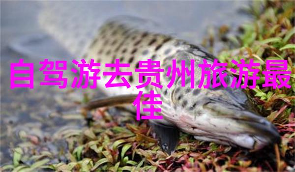 如何利用77bike折叠车之家app与其他骑行爱好者分享骑行路线和经验