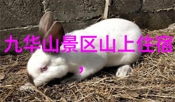 探索自然乐趣100款轻松愉悦的户外小游戏