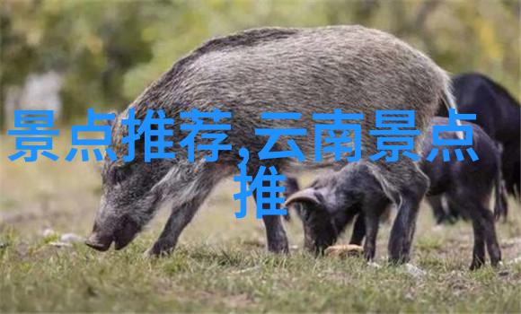远足保险指南保障自驾乐趣不受风雨打扰