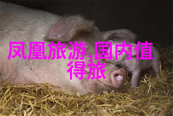 探秘数字足迹揭秘旅游指南应用的最佳选择