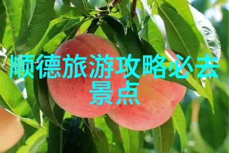 户外活动让幼儿园孩子们在自然中成长的重要途径