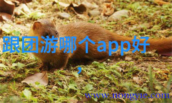川藏骑行悲剧狼群夺命一事