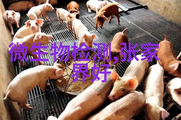 泰山文化体验活动有哪些可以参与